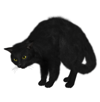 animals & cats free transparent png image.
