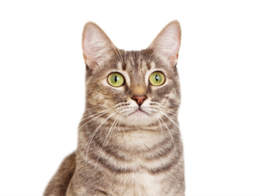 animals & cats free transparent png image.