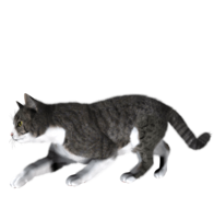 animals & Cats free transparent png image.