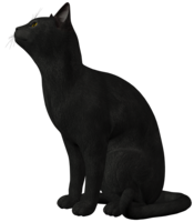 animals & cats free transparent png image.