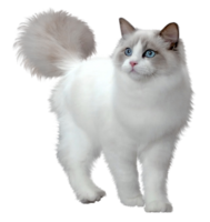 animals & cats free transparent png image.