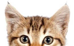 animals & cats free transparent png image.