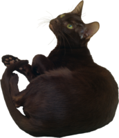 animals & cats free transparent png image.