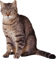 animals & cats free transparent png image.