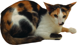 animals & cats free transparent png image.
