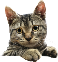animals & cats free transparent png image.
