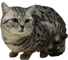 animals & cats free transparent png image.