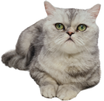 animals & cats free transparent png image.