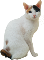 animals & cats free transparent png image.