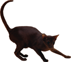 animals & cats free transparent png image.