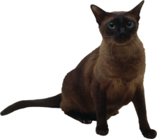 animals & cats free transparent png image.