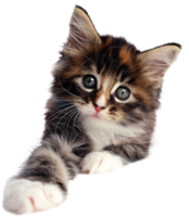 animals & cats free transparent png image.