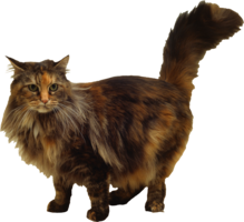 animals & Cats free transparent png image.