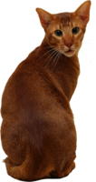 animals & cats free transparent png image.