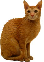 animals & Cats free transparent png image.