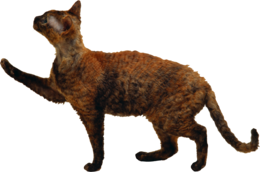 animals & cats free transparent png image.