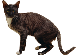 animals & cats free transparent png image.