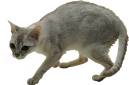 animals & Cats free transparent png image.