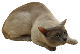 animals & cats free transparent png image.