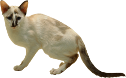 animals & cats free transparent png image.