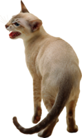 animals & cats free transparent png image.