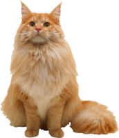 animals & cats free transparent png image.