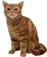 animals & cats free transparent png image.