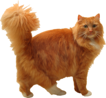 animals & cats free transparent png image.