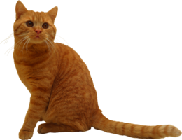 animals & cats free transparent png image.