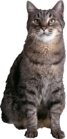 animals & cats free transparent png image.