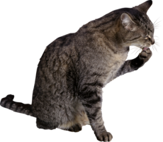 animals & Cats free transparent png image.