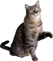 animals & cats free transparent png image.