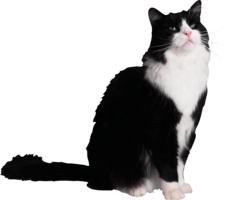 animals & cats free transparent png image.