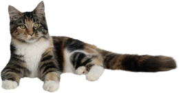 animals & cats free transparent png image.