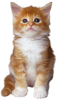 animals & cats free transparent png image.