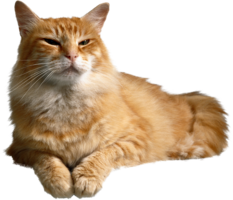 animals & cats free transparent png image.