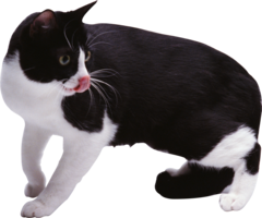 animals & cats free transparent png image.