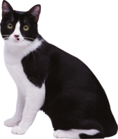 animals & cats free transparent png image.