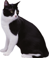 animals & cats free transparent png image.