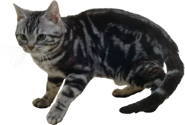 animals & cats free transparent png image.