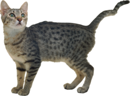 animals & Cats free transparent png image.