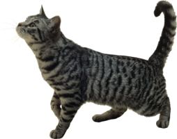 animals & cats free transparent png image.