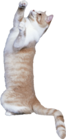 animals & cats free transparent png image.