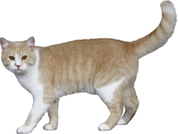 animals & cats free transparent png image.