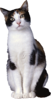 animals & Cats free transparent png image.