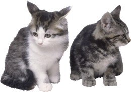 animals & Cats free transparent png image.