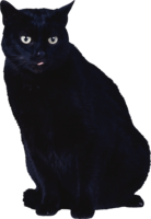 animals & cats free transparent png image.