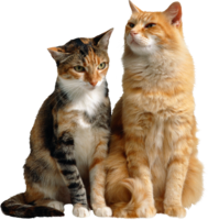 animals & Cats free transparent png image.