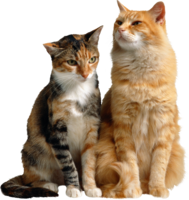 animals & cats free transparent png image.