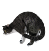 animals & cats free transparent png image.